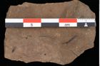 Foto (Detailansicht) von Enteromorpha stagnalis Heer (NHMW-GEO-2024-0188-0094)